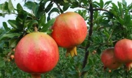 石榴熟了吃瓜消息,吃瓜群众又添新话题