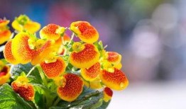 丁香公园吃瓜,揭秘吃瓜背后的趣味与真相