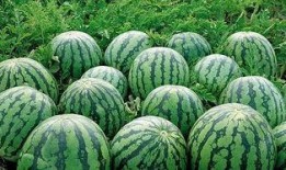 梦见卖柑子西瓜吃瓜,卖柑子西瓜，尽享甜蜜瓜果盛宴