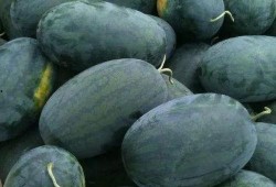 讷河市吃瓜,瓜果飘香，品味生活新篇章