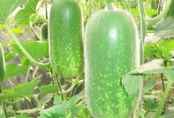 李天宜吃大瓜,揭秘娱乐圈背后的真相