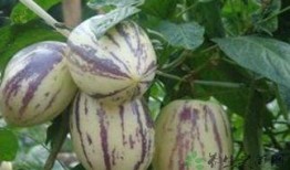 儿童吃茄瓜,茄瓜美食，健康成长必备