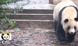 你好竹子吃瓜,吃瓜群众眼中的趣味生活