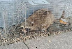 围观吃瓜的羊,吃瓜群众的趣味盛宴