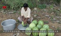 农村吃瓜村的做法,揭秘乡村夏日生活趣味