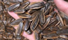 手抓瓜子吃瓜,手抓瓜子，尽享休闲时光