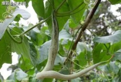 江西顿根吃瓜,吃瓜群众的欢乐盛宴