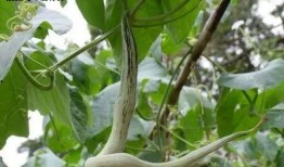 江西顿根吃瓜,吃瓜群众的欢乐盛宴