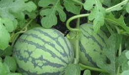 怀孕可以吃瓜咸,瓜果咸食，营养与口感的完美结合