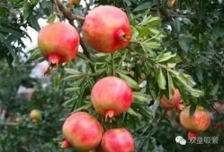 石榴熟了吃瓜消息,吃瓜群众又添新话题