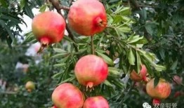 石榴熟了吃瓜消息,吃瓜群众又添新话题