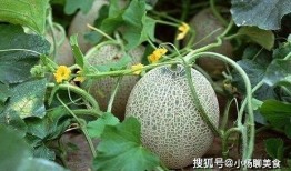 吃芒果的哈密瓜,跨界美食新体验