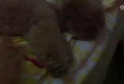 吃瓜的视频霸气,揭秘娱乐圈风云变幻