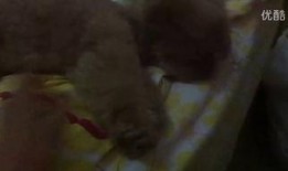 吃瓜的视频霸气,揭秘娱乐圈风云变幻