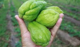 温某吃大瓜,揭秘娱乐圈幕后故事