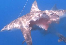 鲨鱼直播间吃瓜,吃瓜群众狂欢盛宴