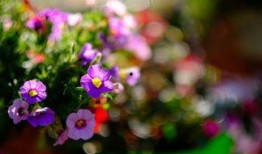 丁香公园吃瓜,揭秘吃瓜背后的趣味与真相