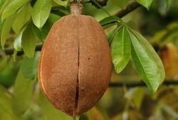 光瓜栗的瓜怎么吃