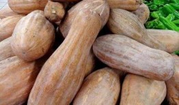 人吃瓜变猴子,揭秘人类与猴子的神秘联系