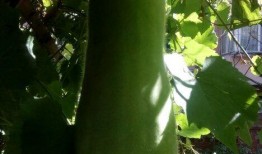 吃瓜专业人员,揭秘娱乐圈幕后真相