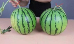 梦见摘瓜吃不甜,摘瓜不甜背后的寓意与启示