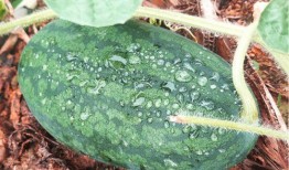 莆田疫情吃瓜,追踪病毒传播，揭秘防控举措与社区生活变迁