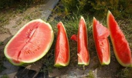 讷河市吃瓜,瓜果飘香，品味生活新篇章