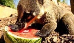 猫鼬怎么吃瓜