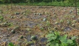 北部挑战吃瓜,一场味蕾与勇气的较量