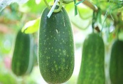 秀儿吃瓜越吃越胖,揭秘吃瓜越吃越胖的真相