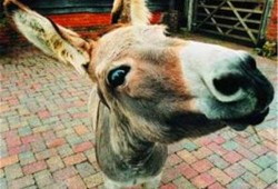 吃瓜的秃头小驴