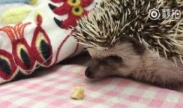 狼吃瓜什么梗,揭秘网络热梗背后的趣味与智慧