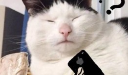 weme微密猫吃瓜,揭秘娱乐圈幕后故事