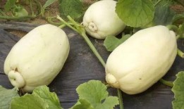 青州哪里吃瓜最好,探寻最佳吃瓜胜地