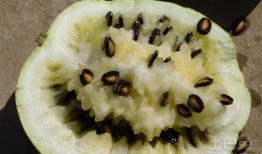 梦见吃籽瓜,揭秘吃籽瓜的神秘寓意