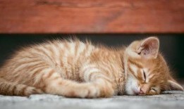 重庆吃瓜猫咪事件,网络热议背后的温情与反思