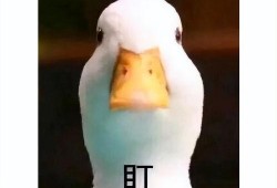 吃瓜复制粘贴,娱乐圈最新事件深度解析