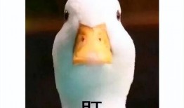 吃瓜复制粘贴,娱乐圈最新事件深度解析