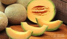 枇杷可不可以和哈密瓜吃,食用搭配的适宜性探讨