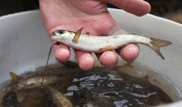 鱼很多在吃瓜,探寻水中美食盛宴