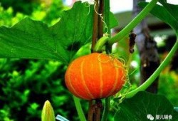 兰瓜宝宝怎么吃,解锁美味新体验