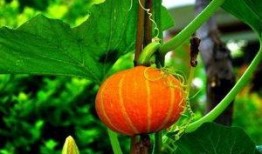 兰瓜宝宝怎么吃,解锁美味新体验