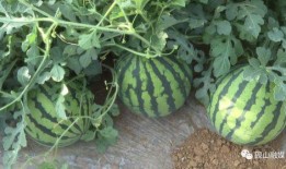 看大头吃烟瓜,一场奇妙的味蕾冒险之旅