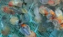 喂鱼吃瓜,瓜果飘香时