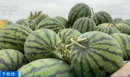 济宁金乡的吃瓜,探寻济宁金乡的特色美食之旅