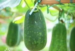 百乔小雪吃瓜,揭秘娱乐圈幕后故事