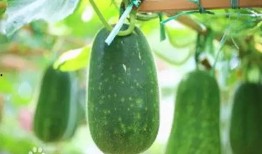 百乔小雪吃瓜,揭秘娱乐圈幕后故事