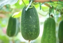 吃瓜05后,吃瓜群众的崛起与影响