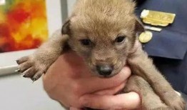 小狗和小狼吃瓜视频,小狗小狼共度欢乐时光