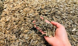 手抓瓜子吃瓜,手抓瓜子，尽享休闲时光